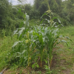 Sweetcorn looking good