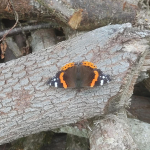 Red admiral