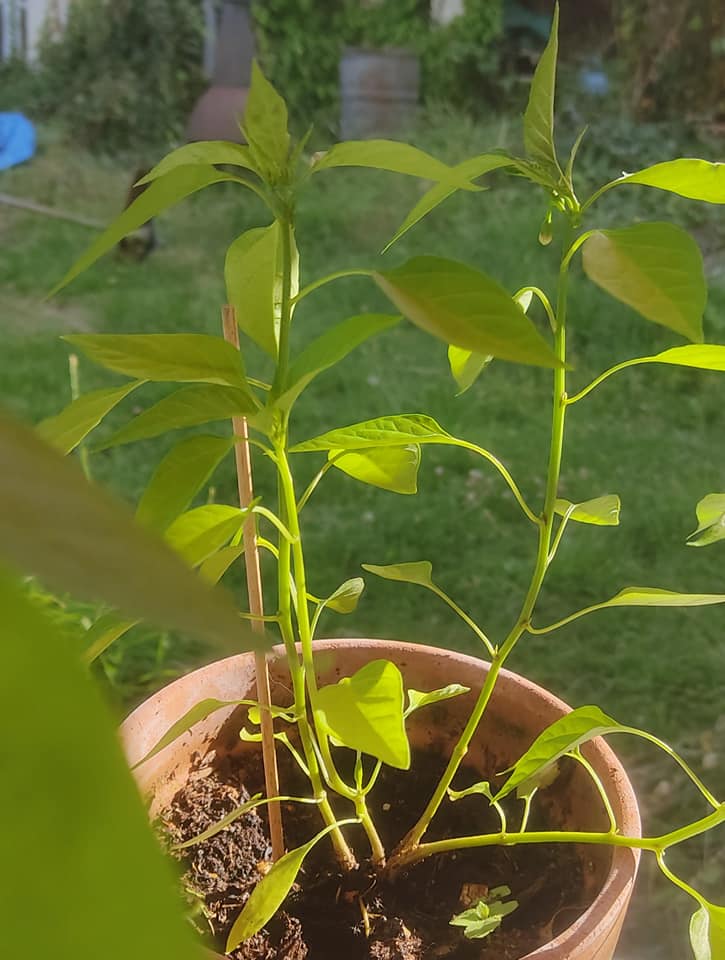 Chilli flower bud