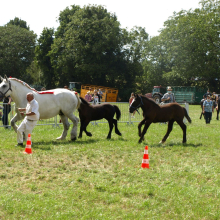 Showing percherons