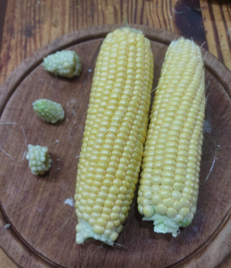 Corn