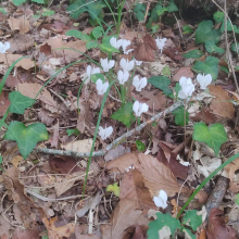 Wild woodland cyclamen