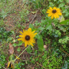 Rudbekia