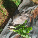 Large white radishes and cat