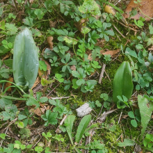 Orchids appearing