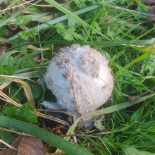 Strange mushroom