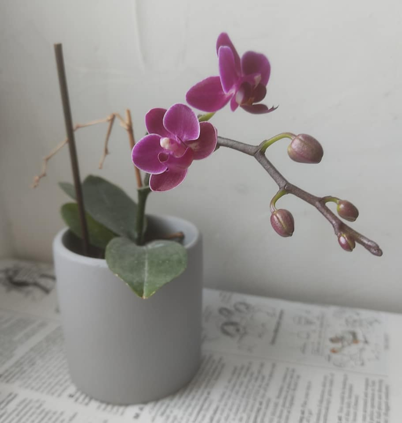Little orchid with two flowers