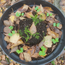 Experimental radish and dill