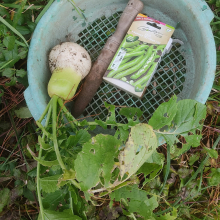 Winter radish