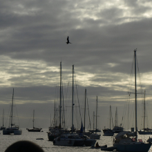 Frigate bird