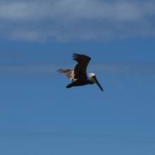 Flying pelican