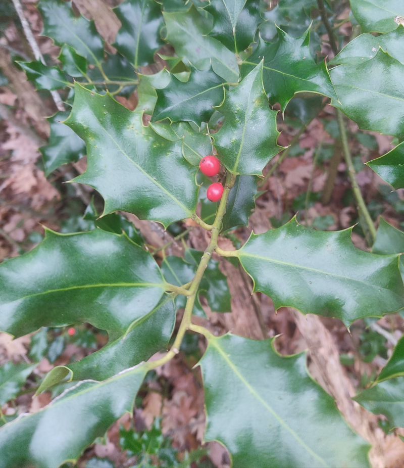 Holly berries