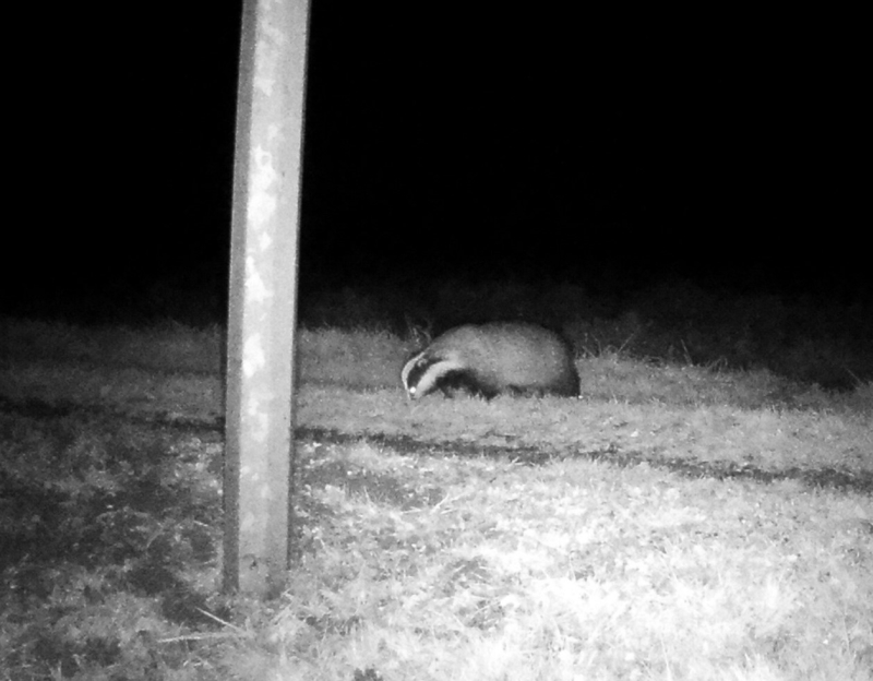 Badger at night