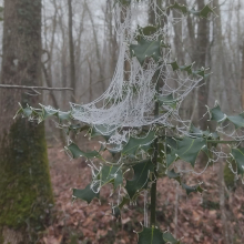 Frosted webs