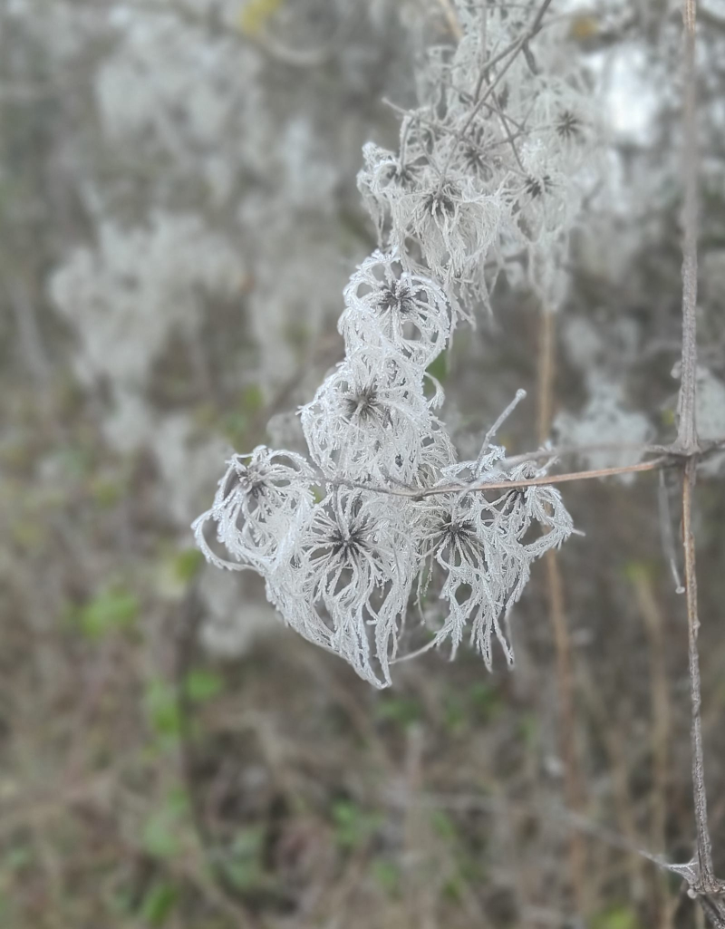 Frosted old mans beard