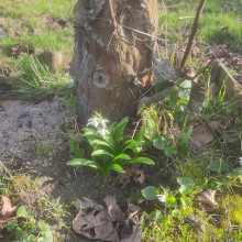 Snowdrops out