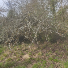 Pruned apple tree