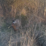 Pheasant arrives