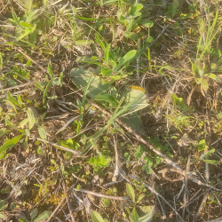 An orchid caterpillar