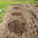 Leaf mould on potato patch