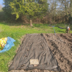 Planting potatoes