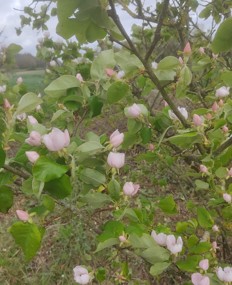 Quince blossom