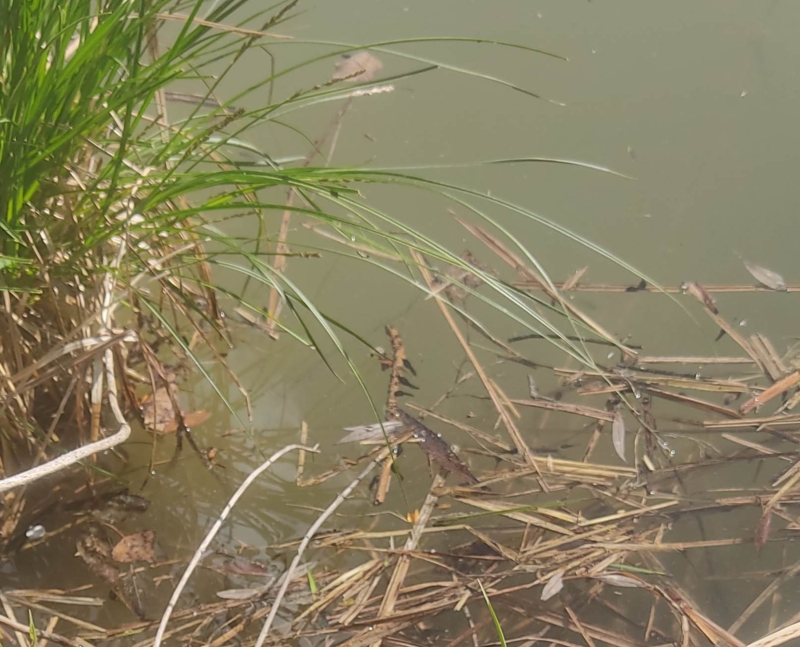 Tadpoles