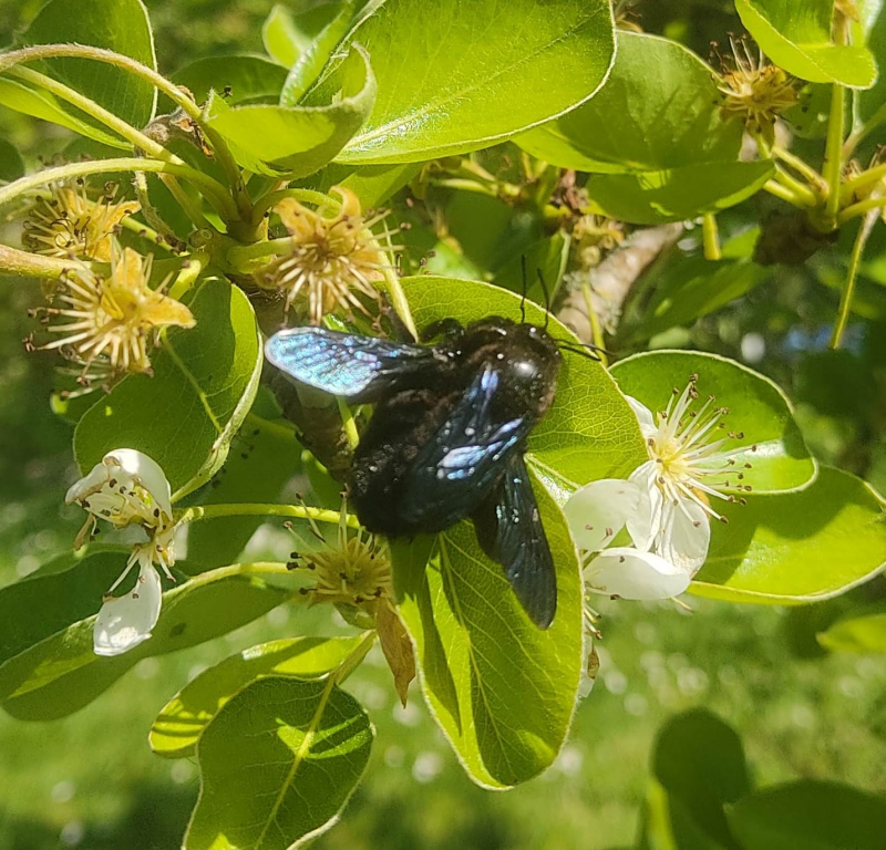 Carpenter bees