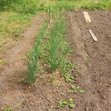 Shallots garlic and onions