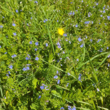 Speedwell among other things