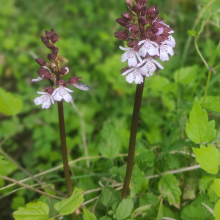 Wild orchids