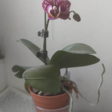 Small orchid flower