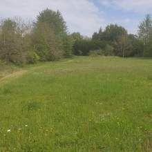 Wild flower meadow getting ready