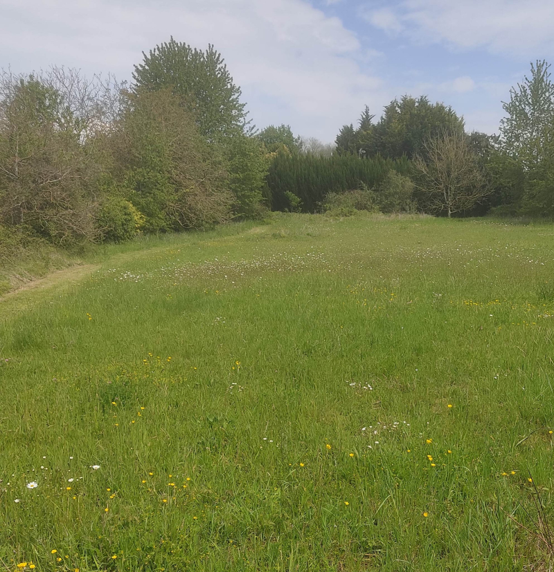 Wild flower meadow getting ready