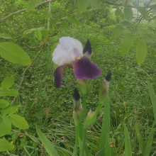 Purple and white iris