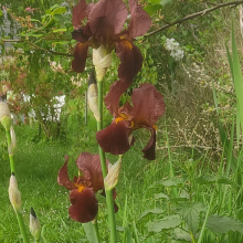 Red iris