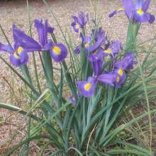 Purple dutch iris