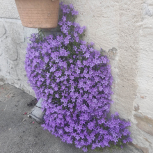 Campanula