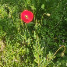 Bright red poppy