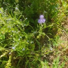 Forget me knot and purple thing