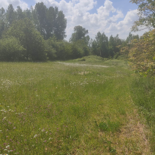 Wild flower meadow really going for it