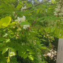 Bee in the acacia