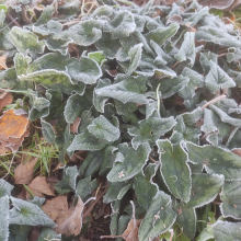 Frost 2
