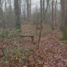 Winter woodlands