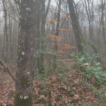 Beech standing out