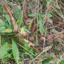 Sedum shoots