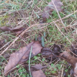 Daffodils coming up