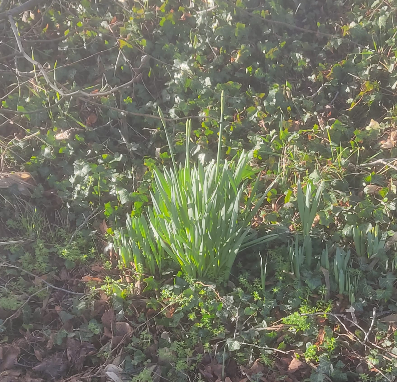 Daffodil buds