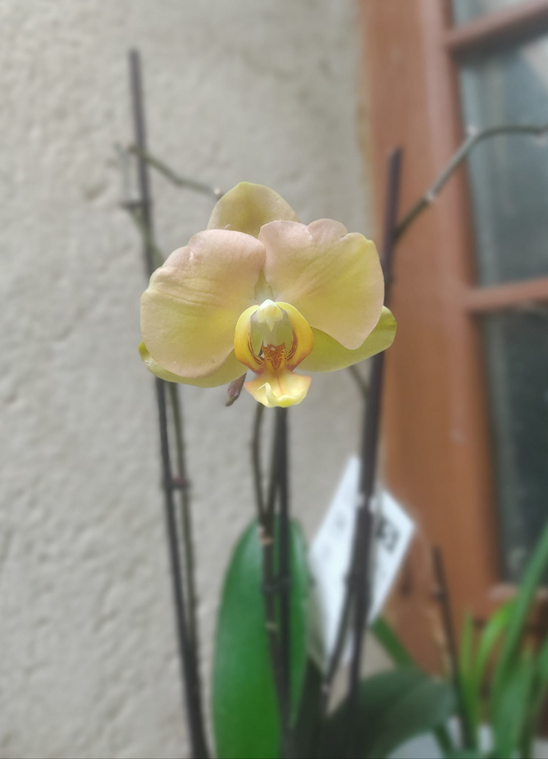 Orchid flower