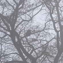 Hornet nest